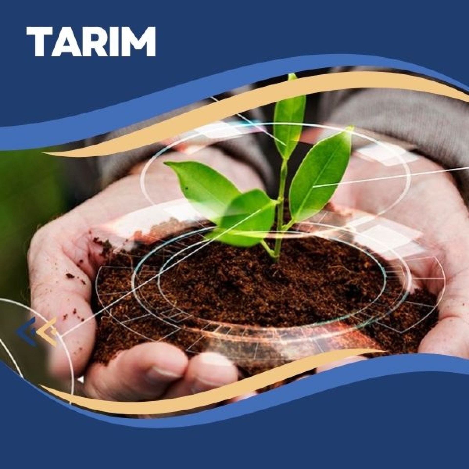 Tarım