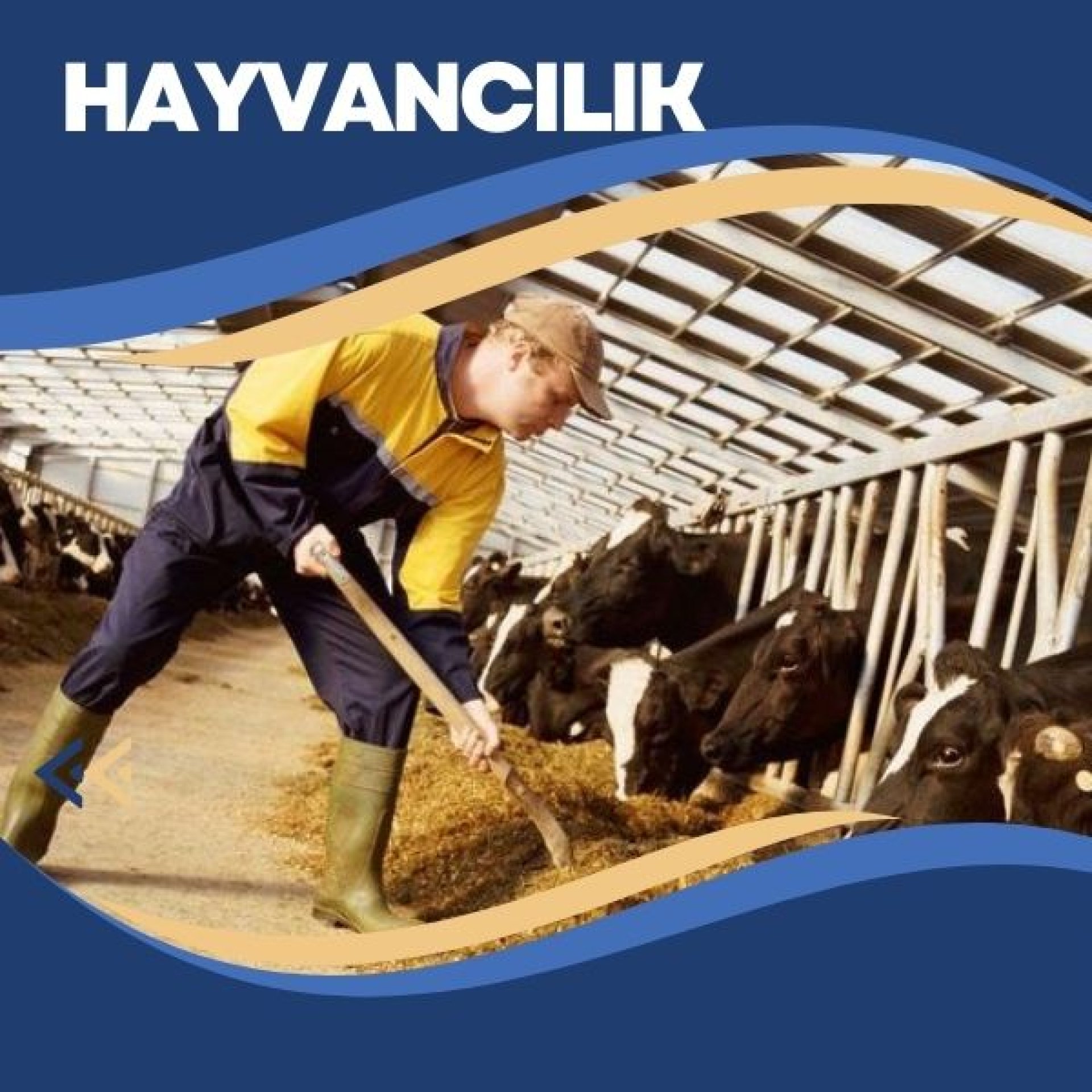 Hayvancılık